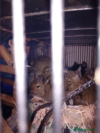 Degus rodents - Advert 5