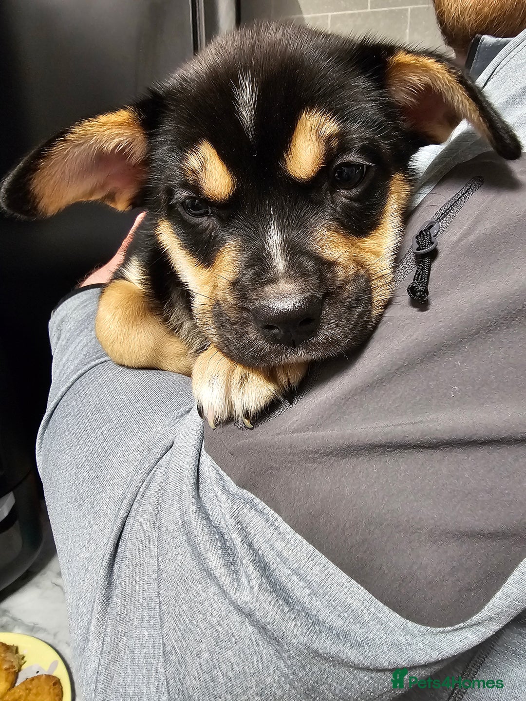 Mixed Breed dogs for sale: FRENSKY - French bulldog  - Advert 3