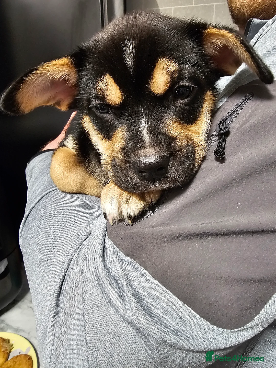 Mixed Breed dogs for sale: FRENSKY - French bulldog X Siberian Husky - Advert 3