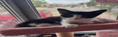 Mixed Breed 7