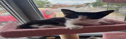 Mixed Breed cats for sale: Cute Kittens - Advert 19