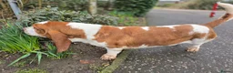 Basset Hound dogs for stud: Red & White KC REG Basset Hound Proven Stud - Advert 10