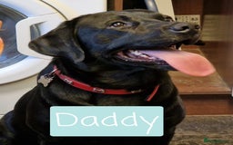 Labrador Retriever dogs for sale: Labrador Puppies for sale pedigree  - Image 22