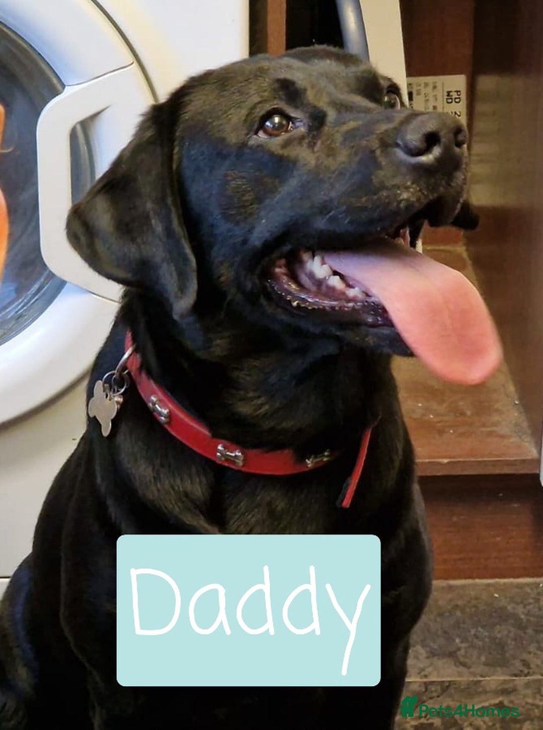 Labrador Retriever dogs for sale: Labrador Puppies for sale pedigree  - Image 22