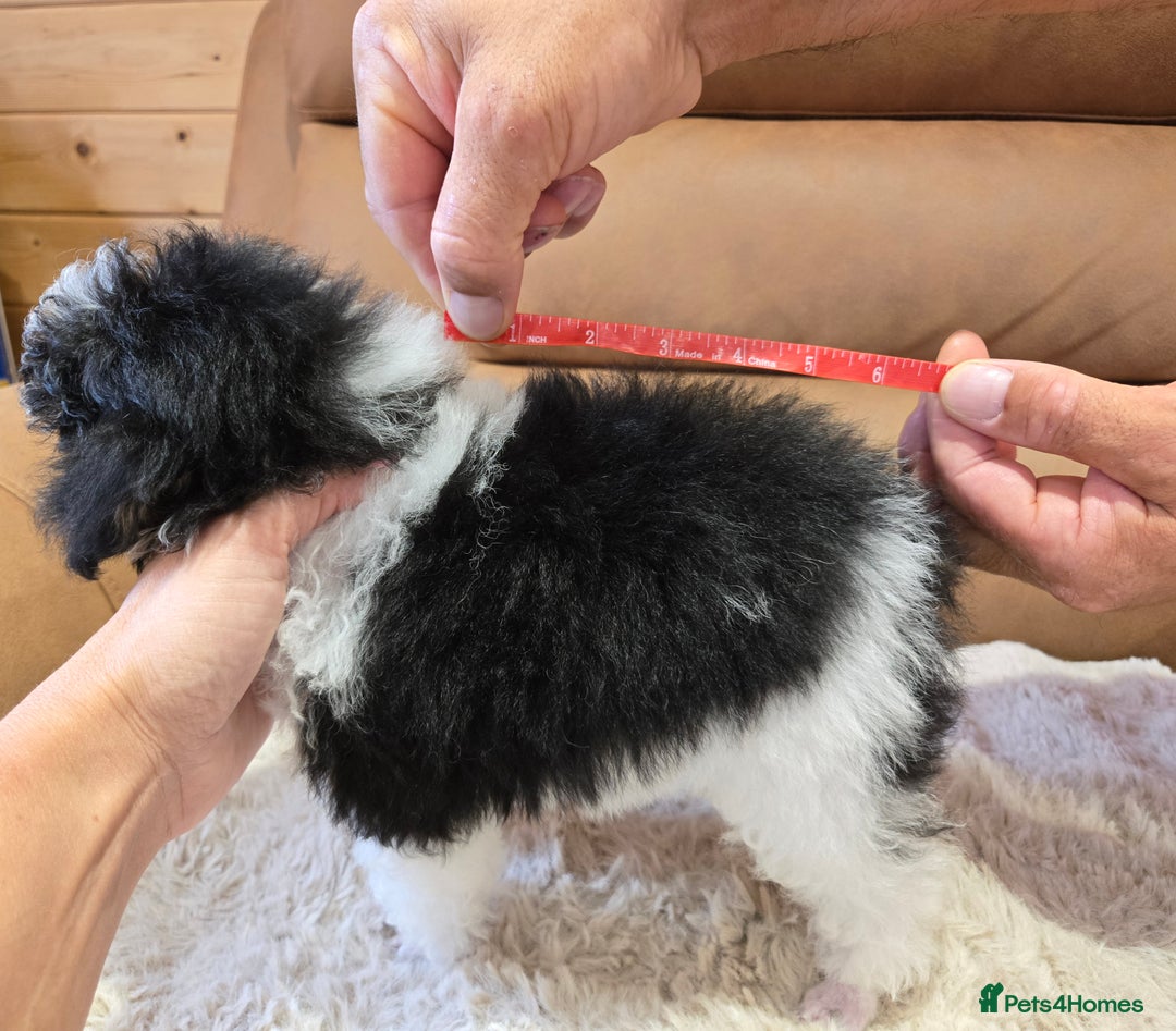 Toy Poodle dogs for sale: Gorgeous Tiny Toy Poodle Pups  - Image 9