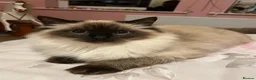 Ragdoll cats for sale:     💙 Stunning Pedigree Ragdoll Kittens GCCF - Advert 12
