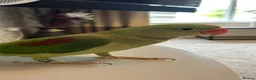 Parrots birds for sale: Playful hand reared Alexandrine  - Advert 4