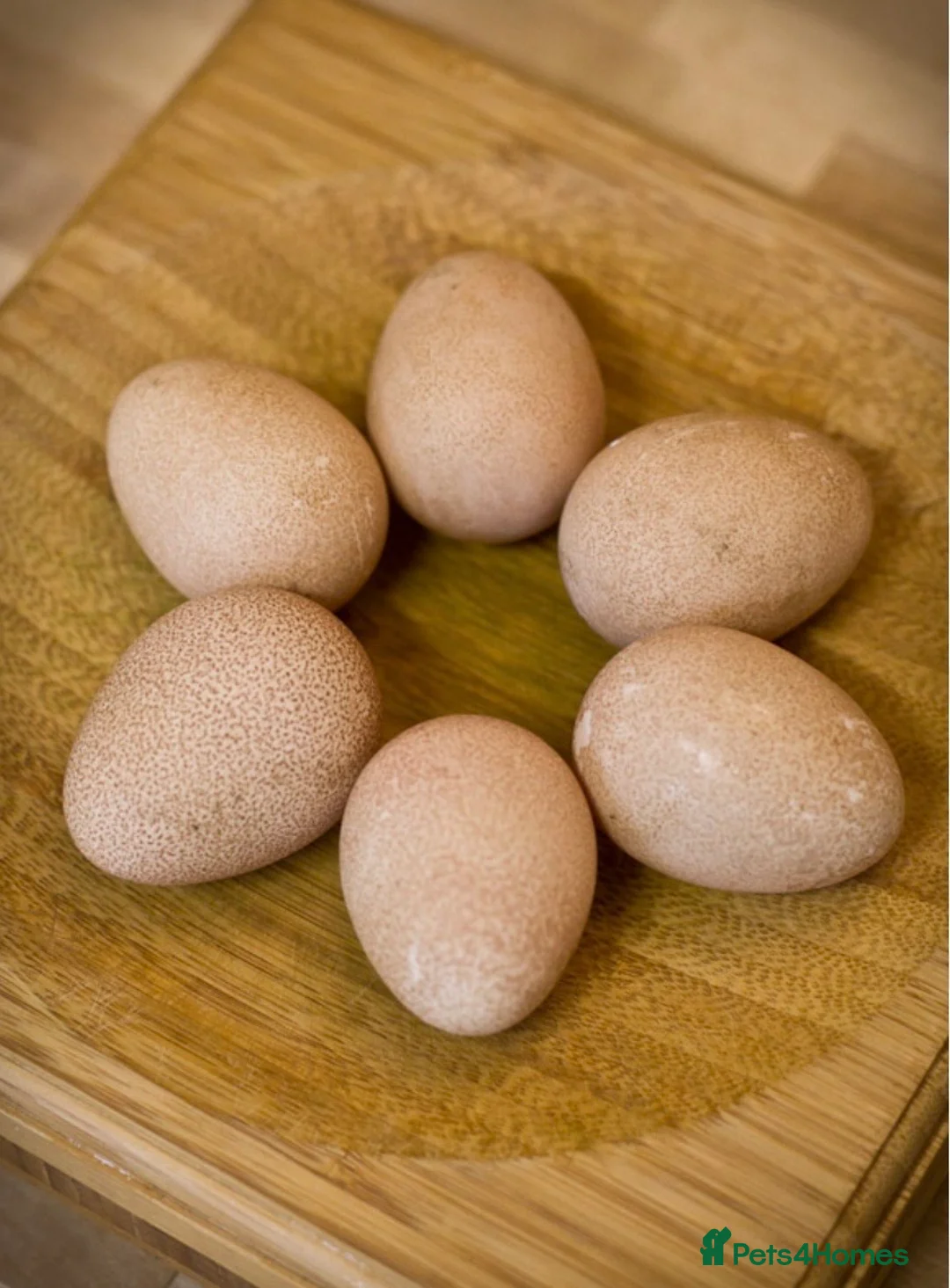 Guinea Fowl poultry for sale: Guinea Fowl Hatching Eggs in Swindon - Advert 2