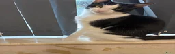 Mixed Breed cats for sale: Male cat mixed breed black and white - Advert 7