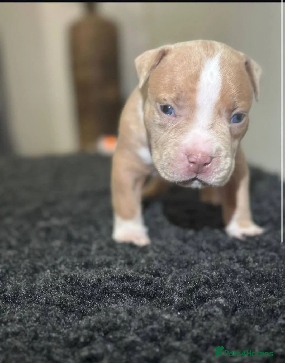 Mixed Breed dogs for sale: Olde Tyme Bulldog x American Staffordshire Pups - Advert 22