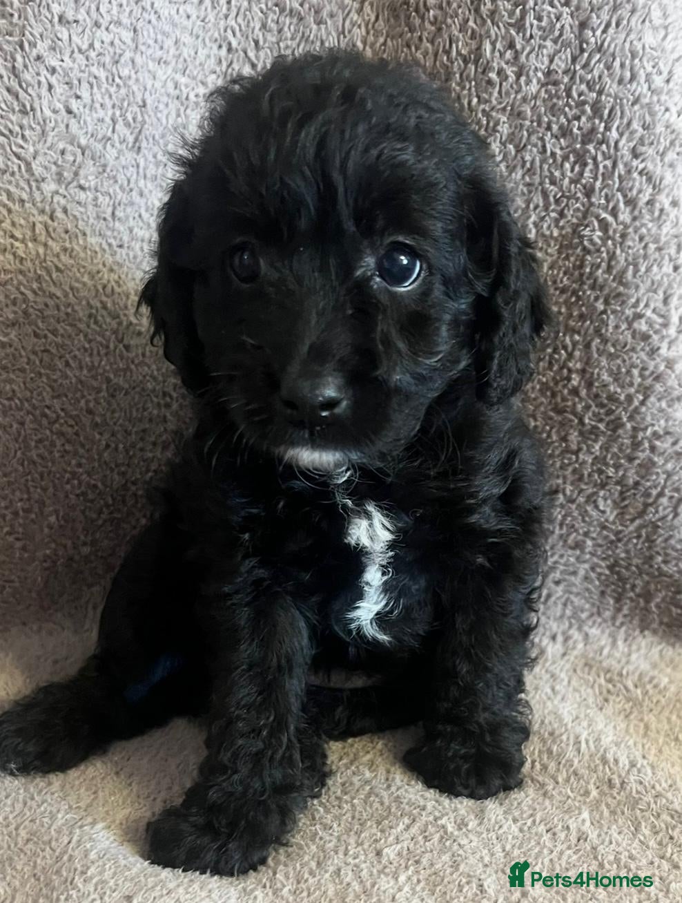 Labradoodle dogs 4 beautiful Labradoodle pups ready Friday. £1250 - Advert 2