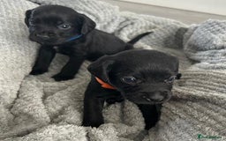 Mixed Breed dogs for sale: Gorgeous borker puppies - Image 1
