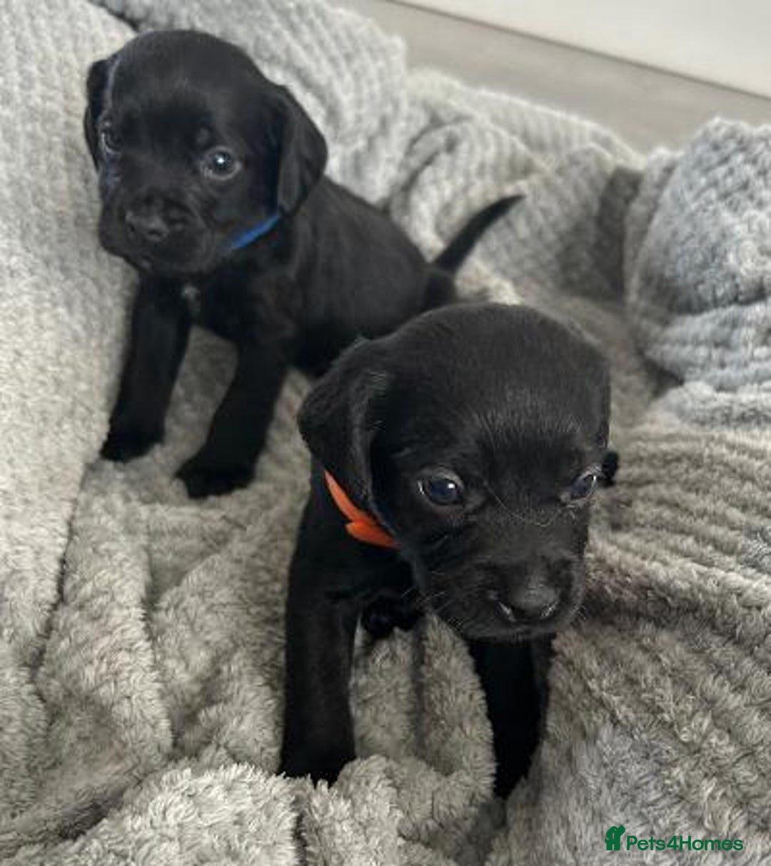 Mixed Breed dogs for sale: Gorgeous borker puppies - Image 1