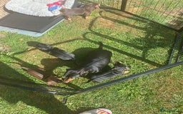 Miniature Dachshund dogs for sale: Miniature dachshund puppies  - Image 27