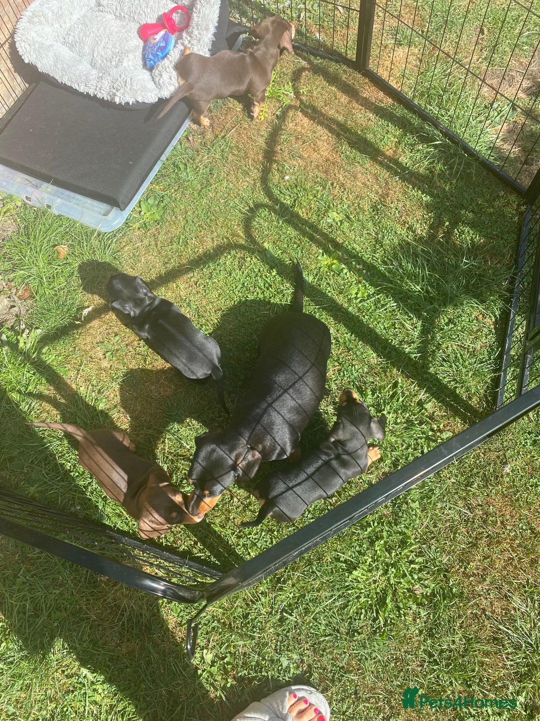Miniature Dachshund dogs for sale: Miniature dachshund puppies  - Image 27