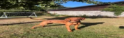 Hungarian Vizsla dogs for sale: Reggie - 8 month old  - Advert 1
