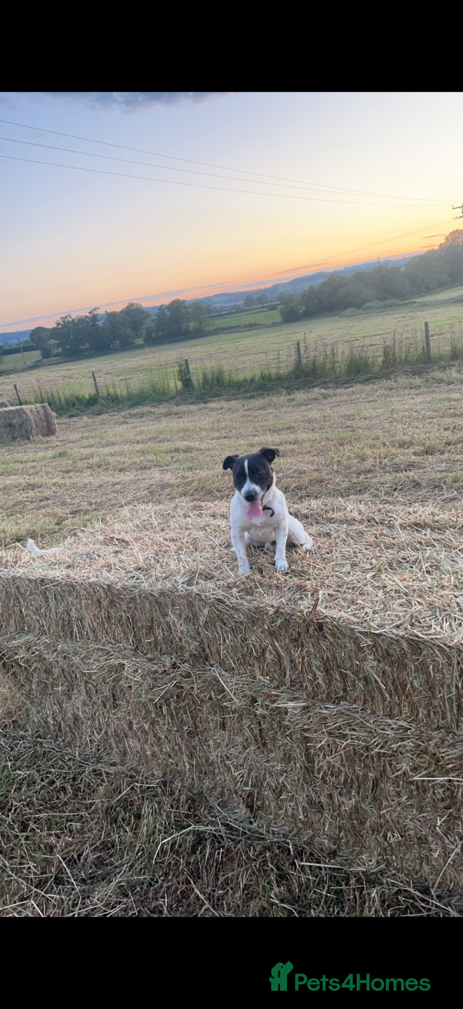 Jack Russell dogs Wynn  - Advert 4