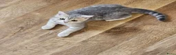 British Shorthair cats for sale: Beautiful British Shorthair kittens - Advert 7