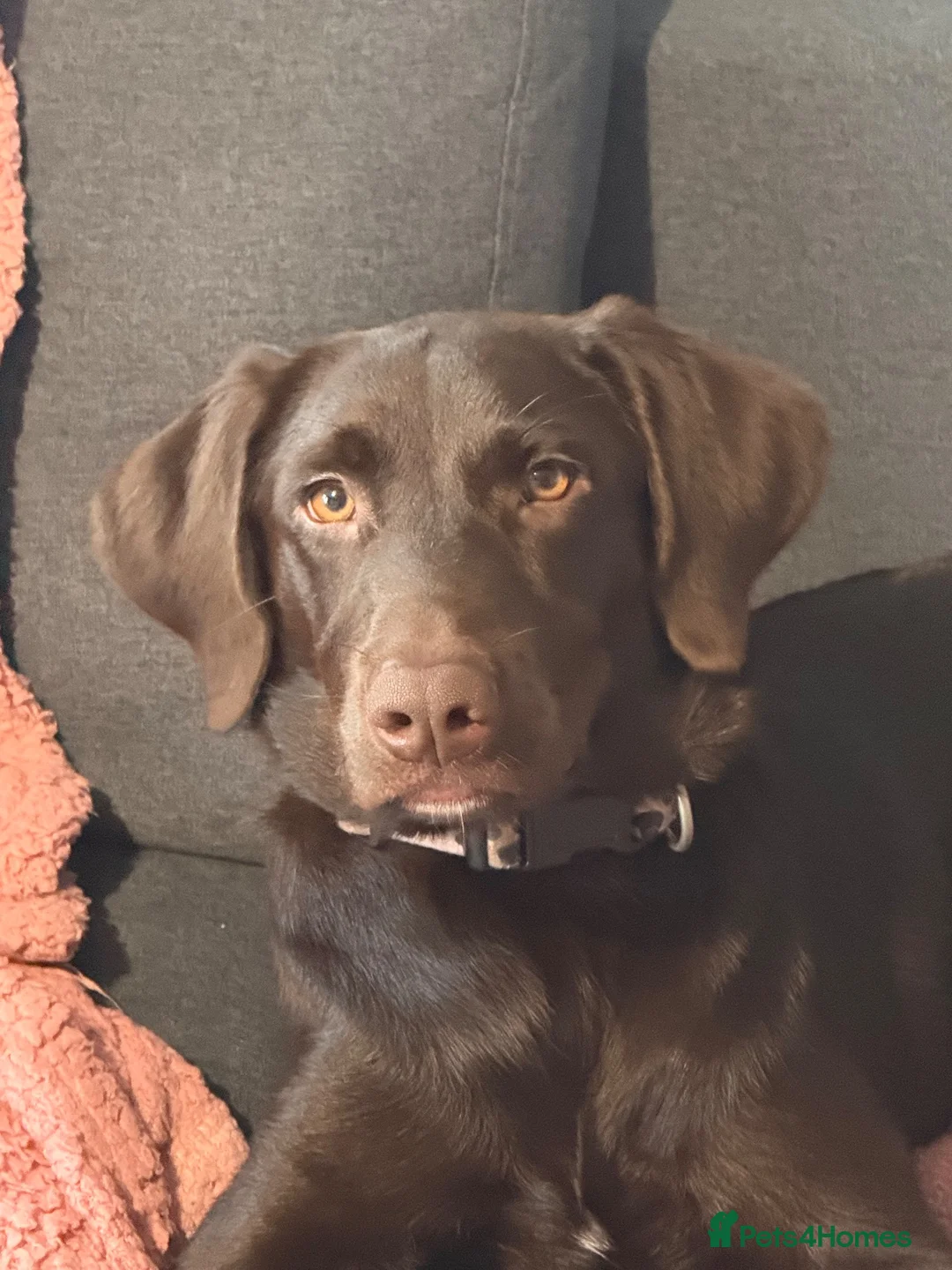Labrador Retriever dogs for sale: Stunning 7 month old chocolate Labrador  in Sunderland - Advert 4