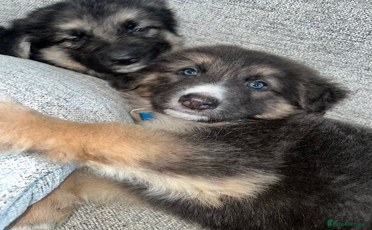 German Shepherd dogs - Advert 3