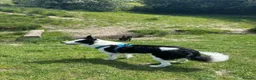 Border Collie dogs for stud: Proven Border Collie Mix Stud in Alfreton - Advert 8