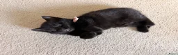 Mixed Breed cats for sale: Kittens available  - Advert 15
