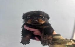 Rottweiler dogs for sale: 🐾 Pure Bred Rottweiler Puppies 🐾 - Image 11