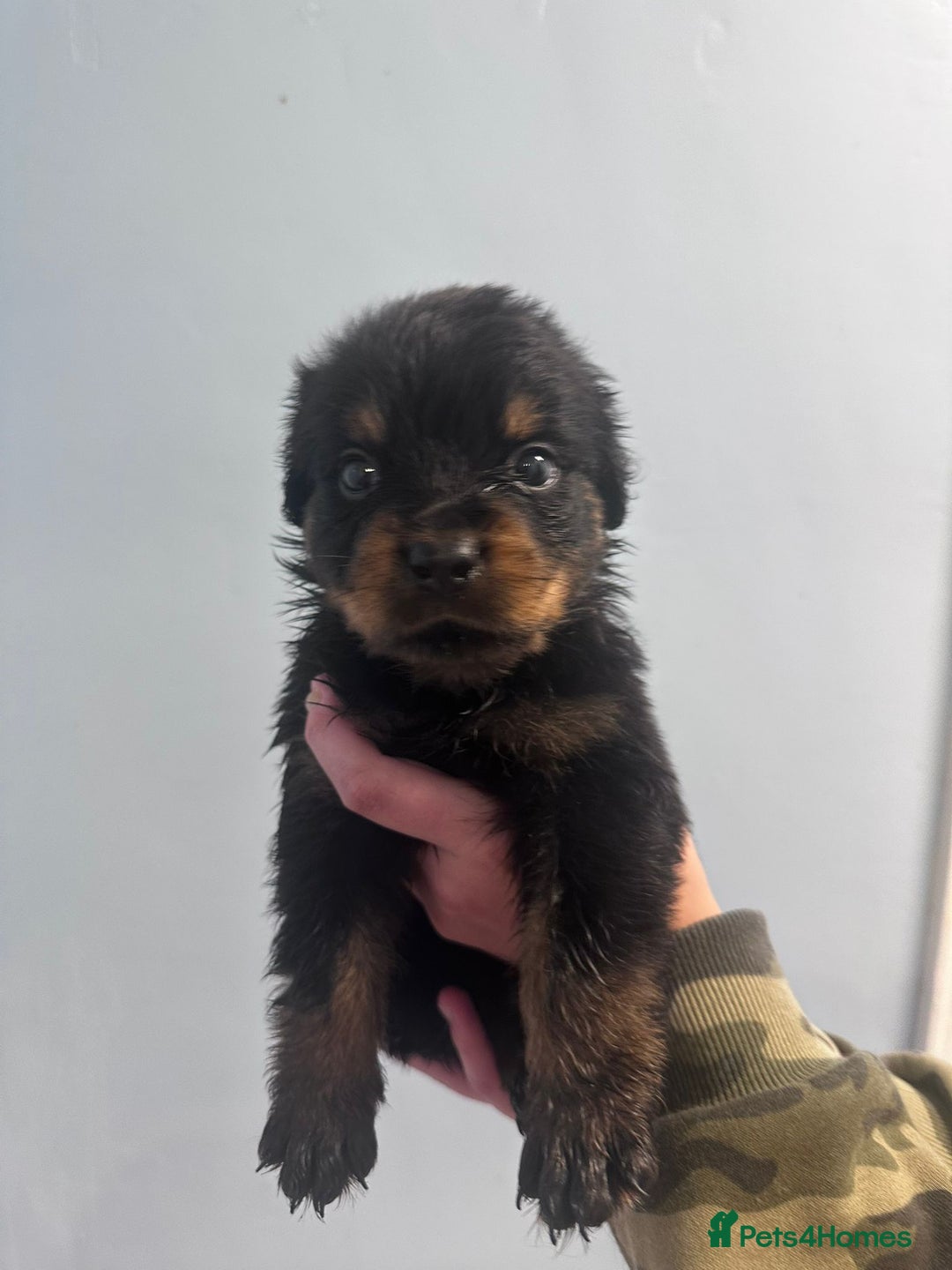 Rottweiler dogs for sale: 🐾 Pure Bred Rottweiler Puppies 🐾 - Image 11