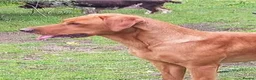 Labrador Retriever dogs for sale: Kc reg fox red labs - Advert 3