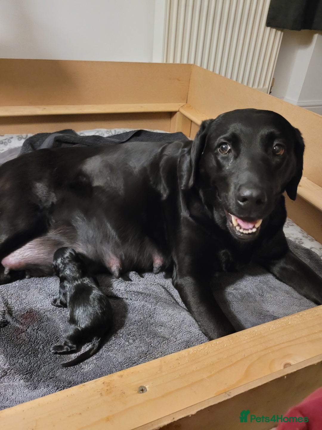 Labrador Retriever dogs for sale: Beautiful pedigree puppies ready 30th Sept - Image 2