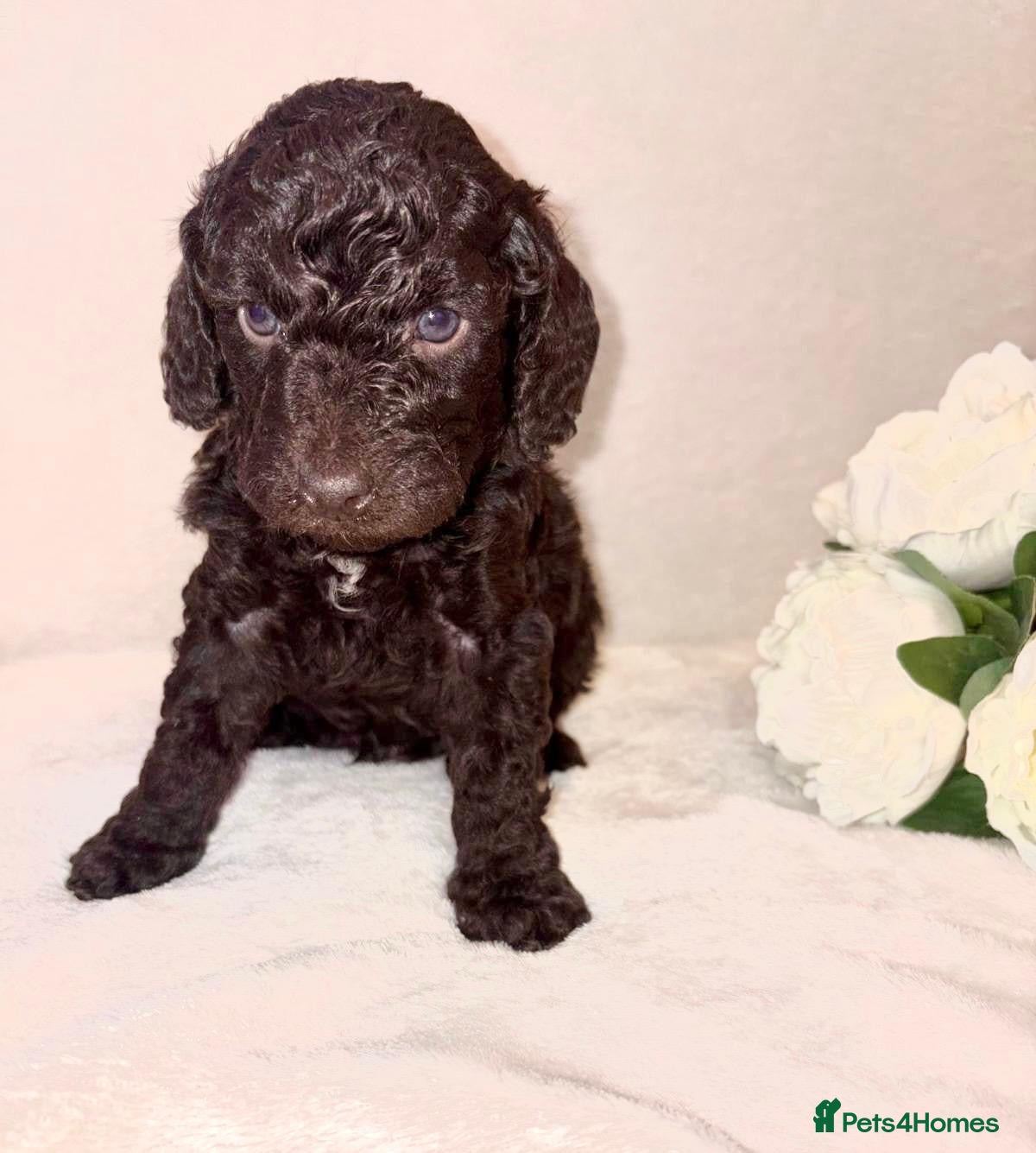 Cockapoo dogs Premium F2B BLUE EYES Cockapoos/chocolate merle - Advert 11