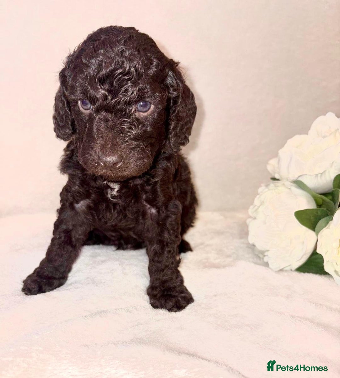 Cockapoo dogs for sale: Premium F2B BLUE EYES Cockapoos/chocolate merle - Advert 1