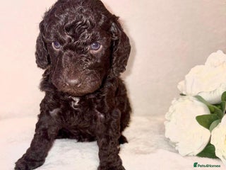 Cockapoo dogs Premium F2B BLUE EYES Cockapoos/chocolate merle - Advert 1