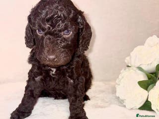 Cockapoo dogs Premium F2B BLUE EYES Cockapoos/chocolate merle - Advert 11