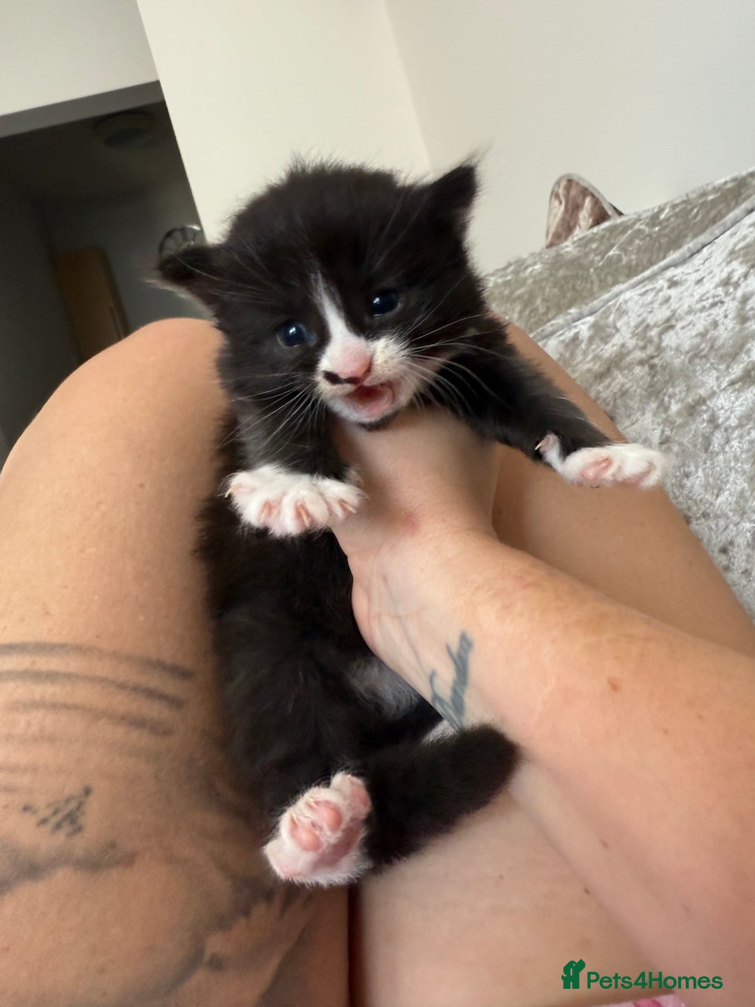 Mixed Breed cats for sale: 2 beautiful female cats **one being half ragdoll** - Image 1