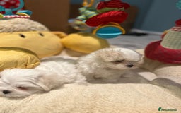 Maltese dogs for sale: Korean Maltese - 2 boys available  - Advert 10