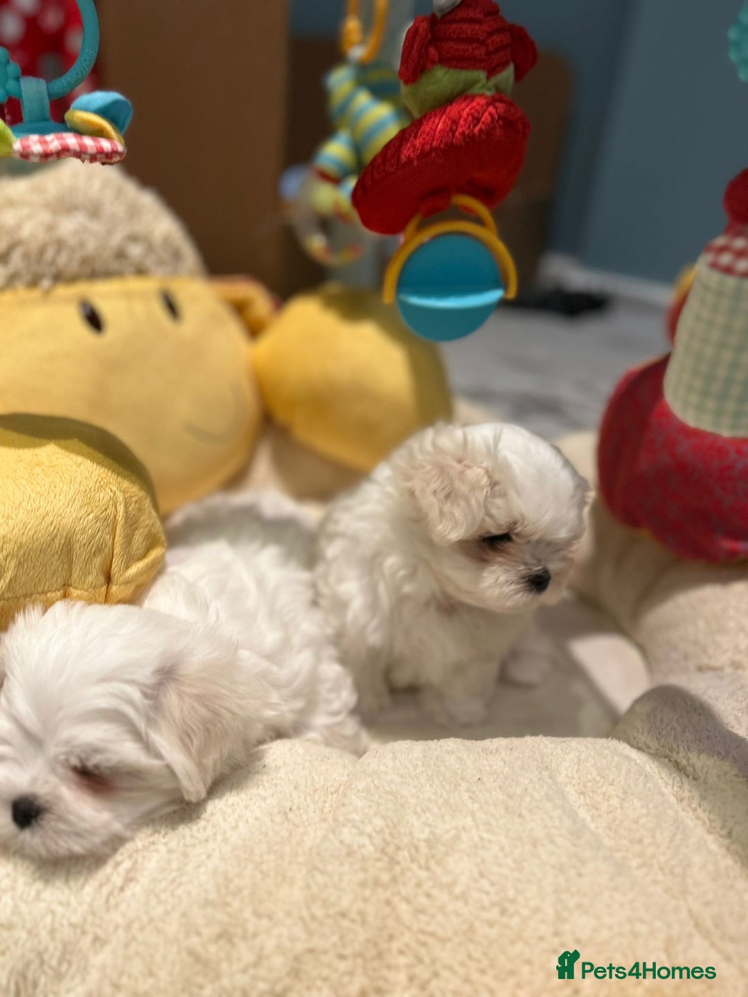 Maltese dogs for sale: Korean Maltese - 2 boys available  - Advert 10