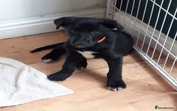 Mixed Breed dogs for sale: Beautiful Rough Collie/Border Collie puppies.  in Towcester - Image 4