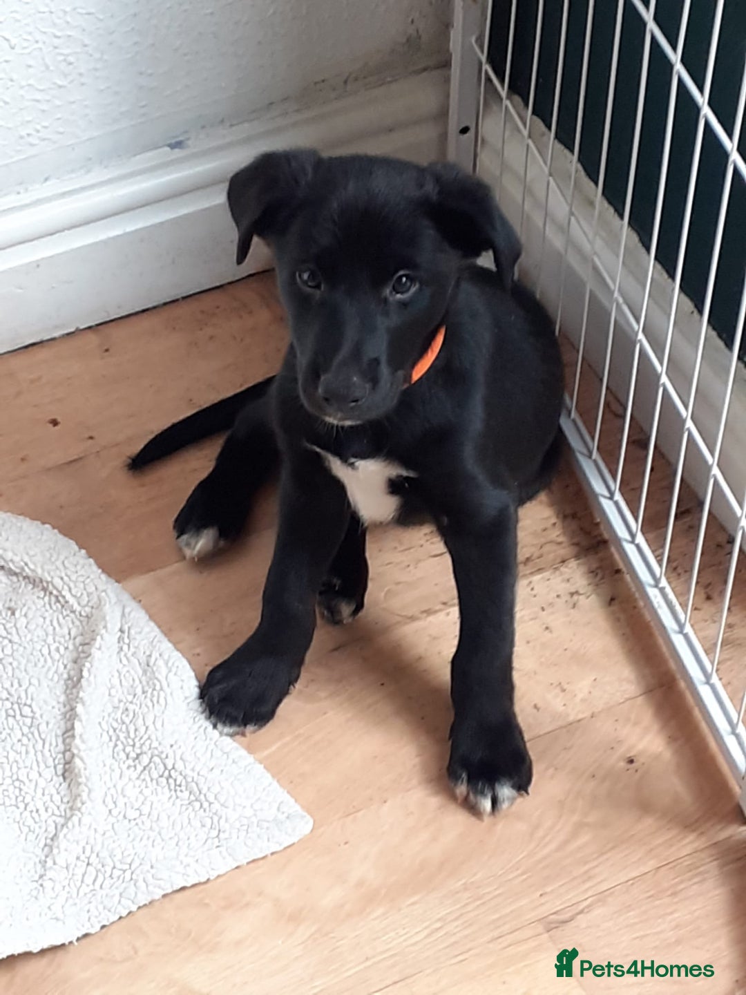 Mixed Breed dogs for sale: Beautiful Rough Collie/Border Collie puppies.  in Towcester - Image 4