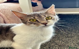 Domestic Shorthair cats for sale: Gorgeous tabby female cat in Salford - Image 7