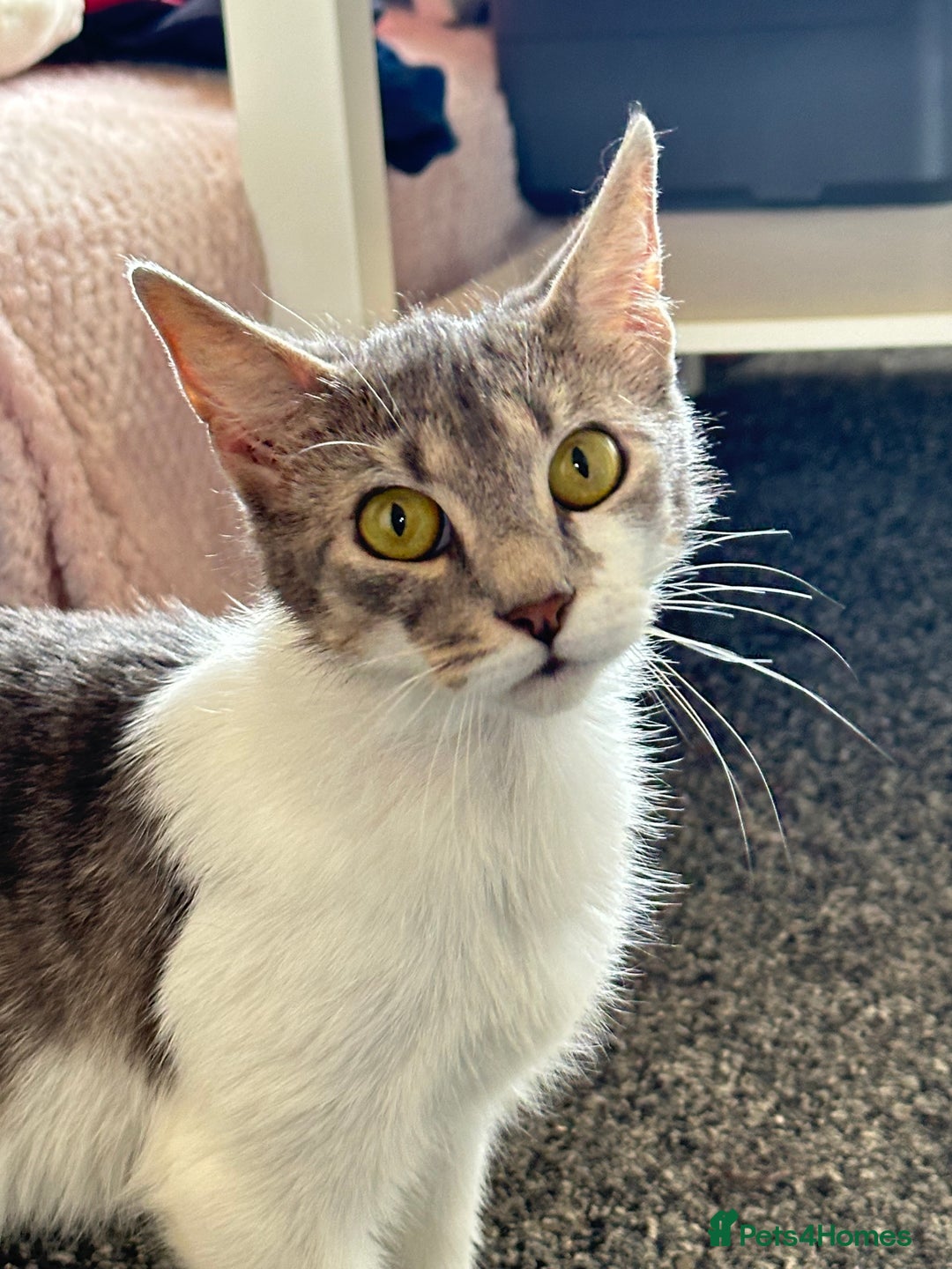 Domestic Shorthair cats for sale: Gorgeous tabby female cat in Salford - Image 7