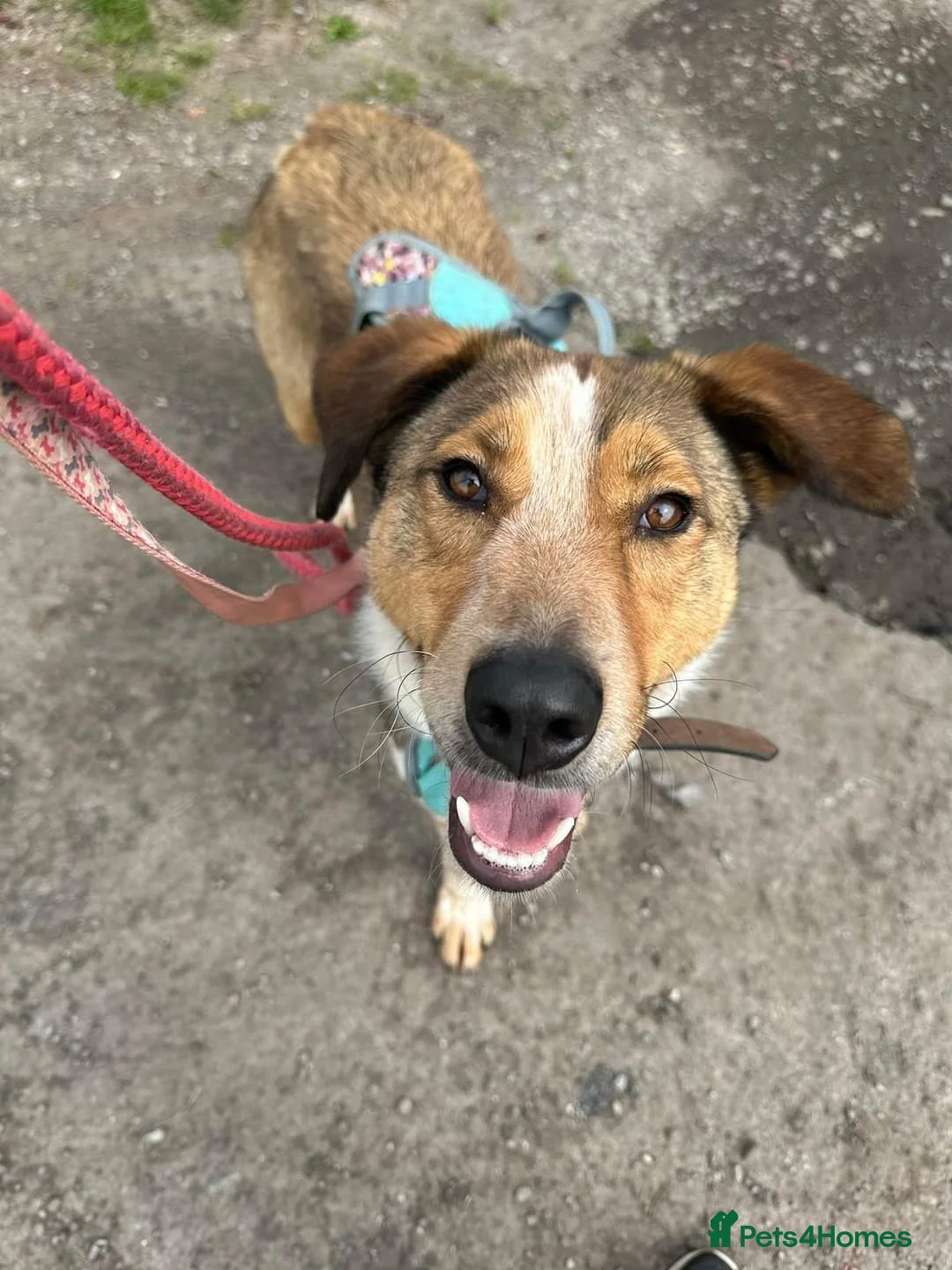 Mixed Breed dogs for adoption: Meet Jiji, currently residing in Cheshire  in Nantwich - Advert 18