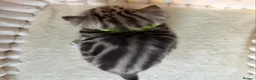 British Shorthair cats for sale: Beautiful bsh kittens  - Advert 38