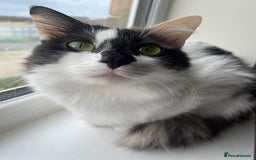 Mixed Breed cats for sale: Loving home needed for this sweet girl - Image 1