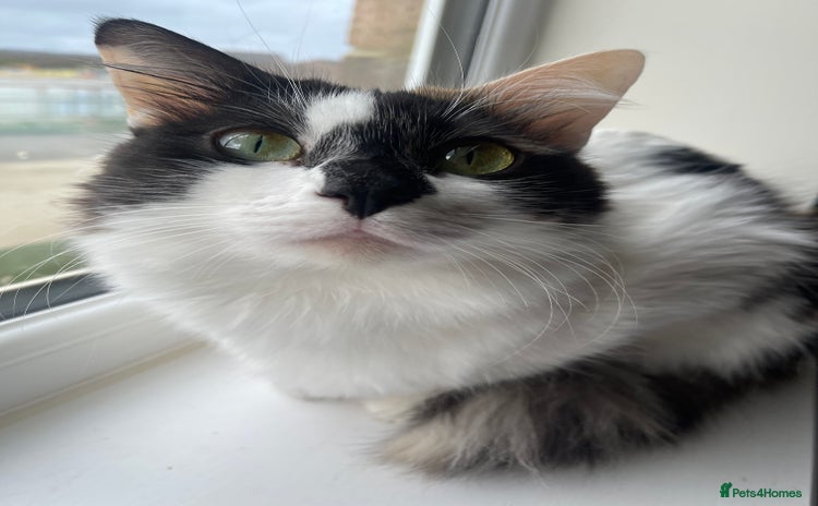 Mixed Breed cats - Advert 2