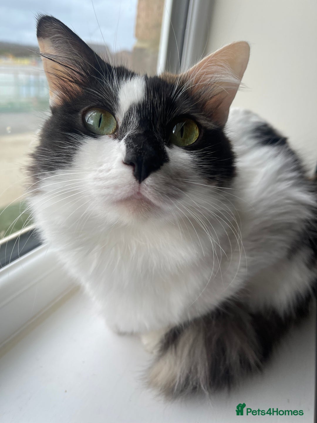 Mixed Breed cats for sale: Loving home needed for this sweet girl - Image 1