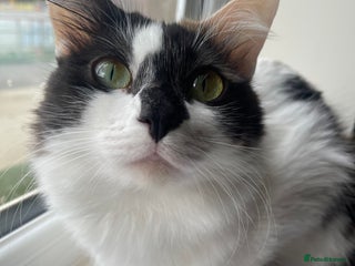 Mixed Breed cats - Advert 13