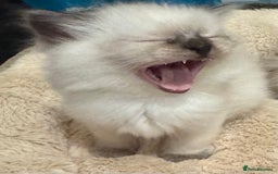 Ragdoll cats for sale: Beautiful Ragdoll Kittens - Advert 21