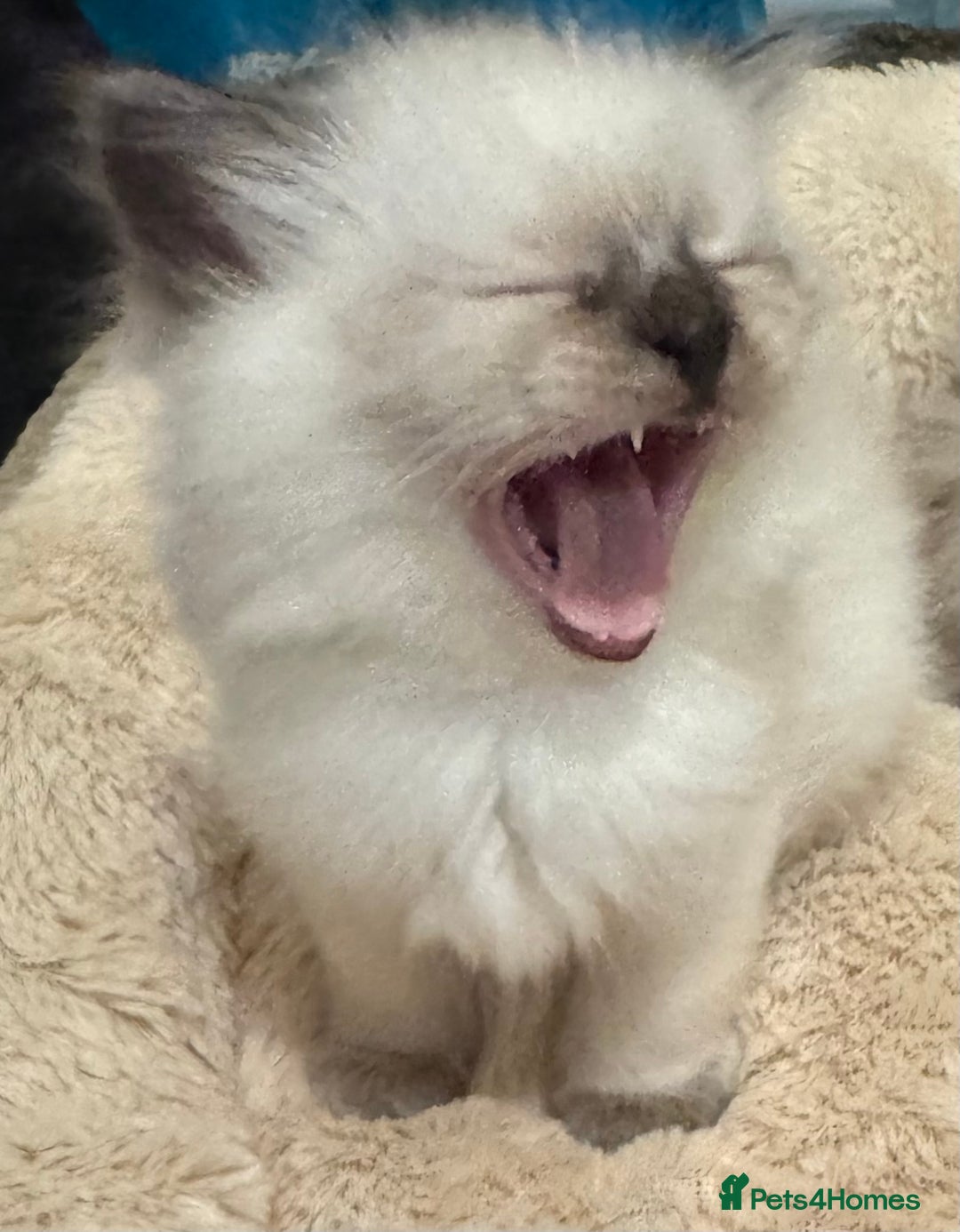 Ragdoll cats for sale: Beautiful Ragdoll Kittens - Advert 21