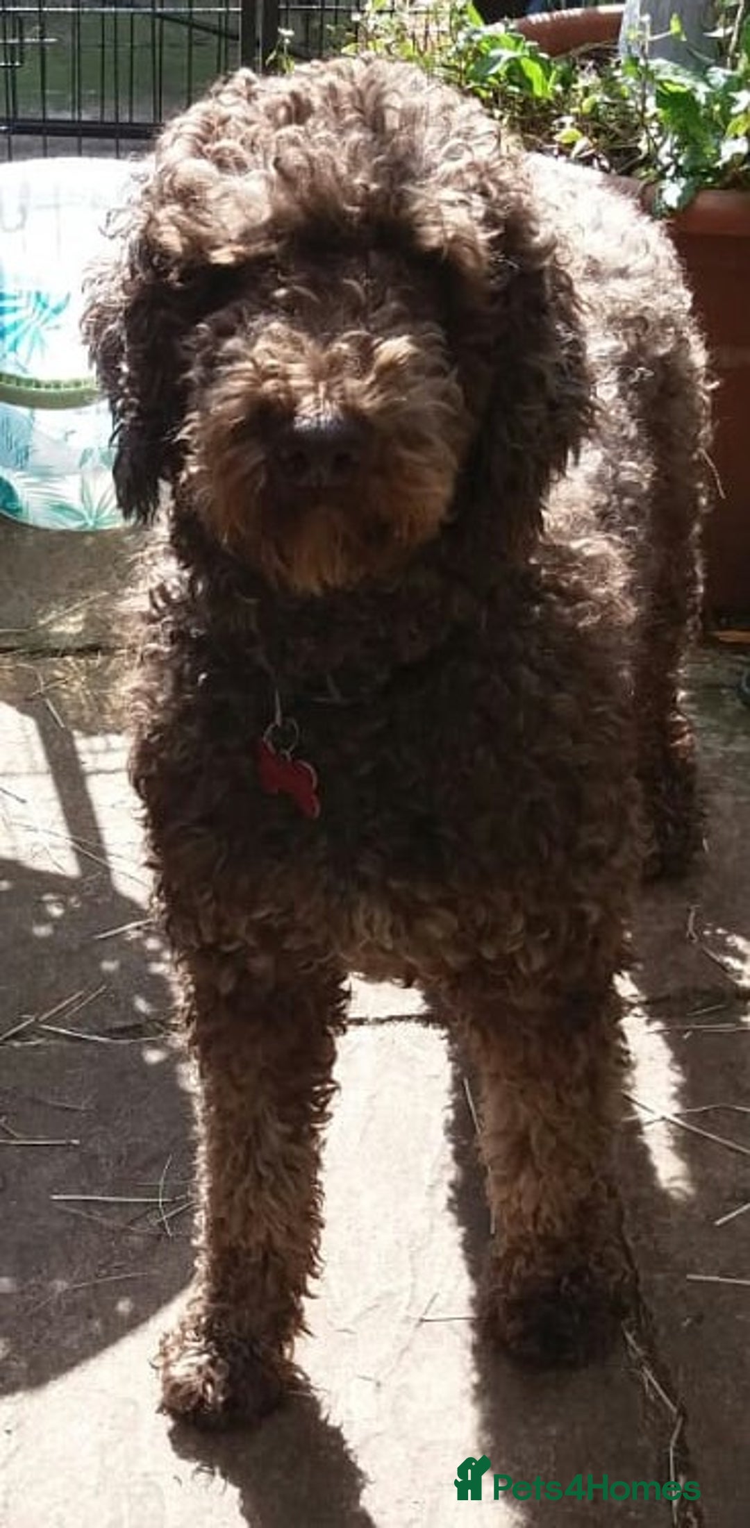 Labradoodle dogs for stud: PROVEN Healthy Labradoodle STUD - HYPOALLERGENIC   - Advert 10